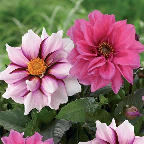 edge of joy dahlia for sale.